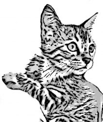 Spotty Bengal